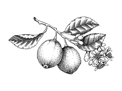 Vintage lime sketch. Citrus fruit tree branch with fruit and flowers. Hand-drawn vector illustration. Exotic plant drawing in engraved style. Botanical design element. NOT AI-generated
